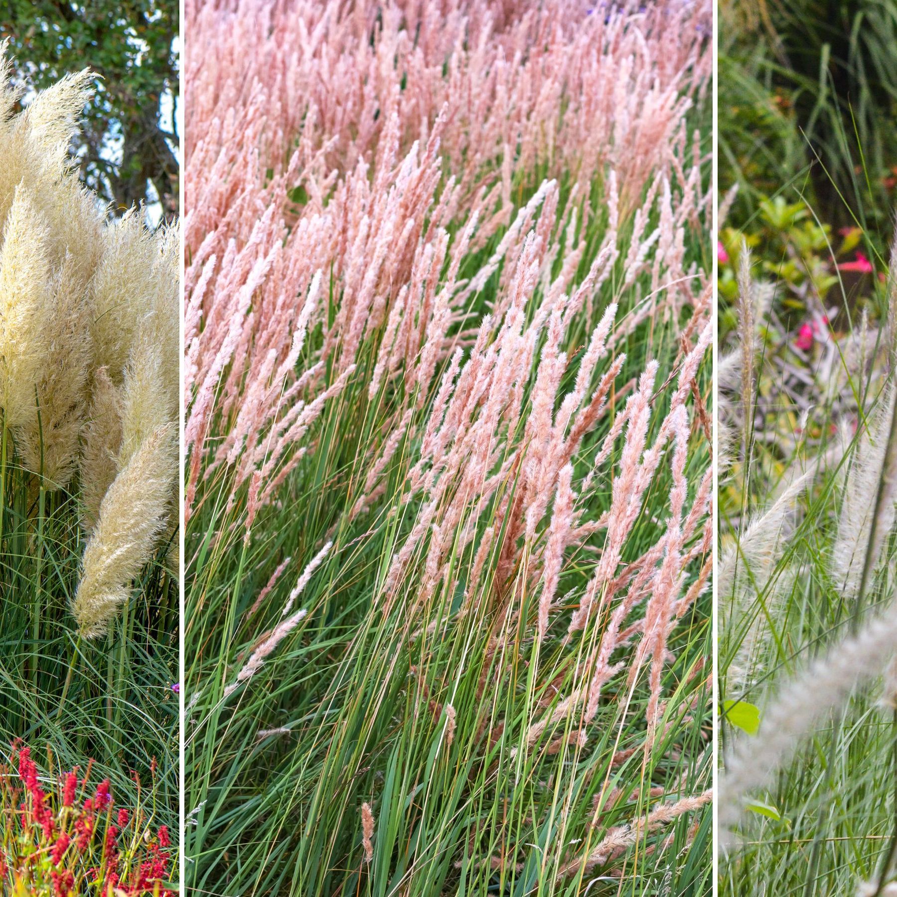 Full Shade Ornamental Grasses How To Grow And Care For Purple Fountain