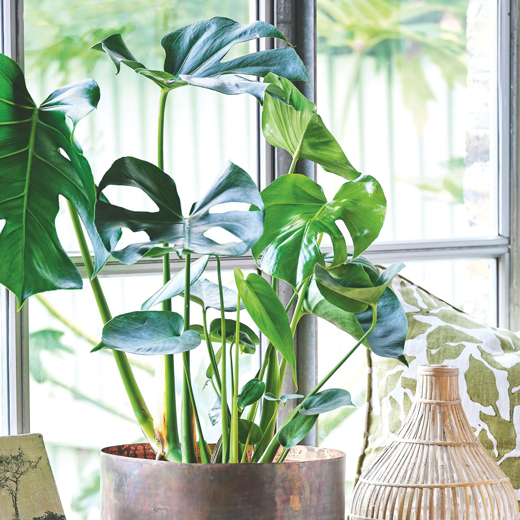 Best soil for Monstera  the perfect mix for healthy plants | Ideal Home