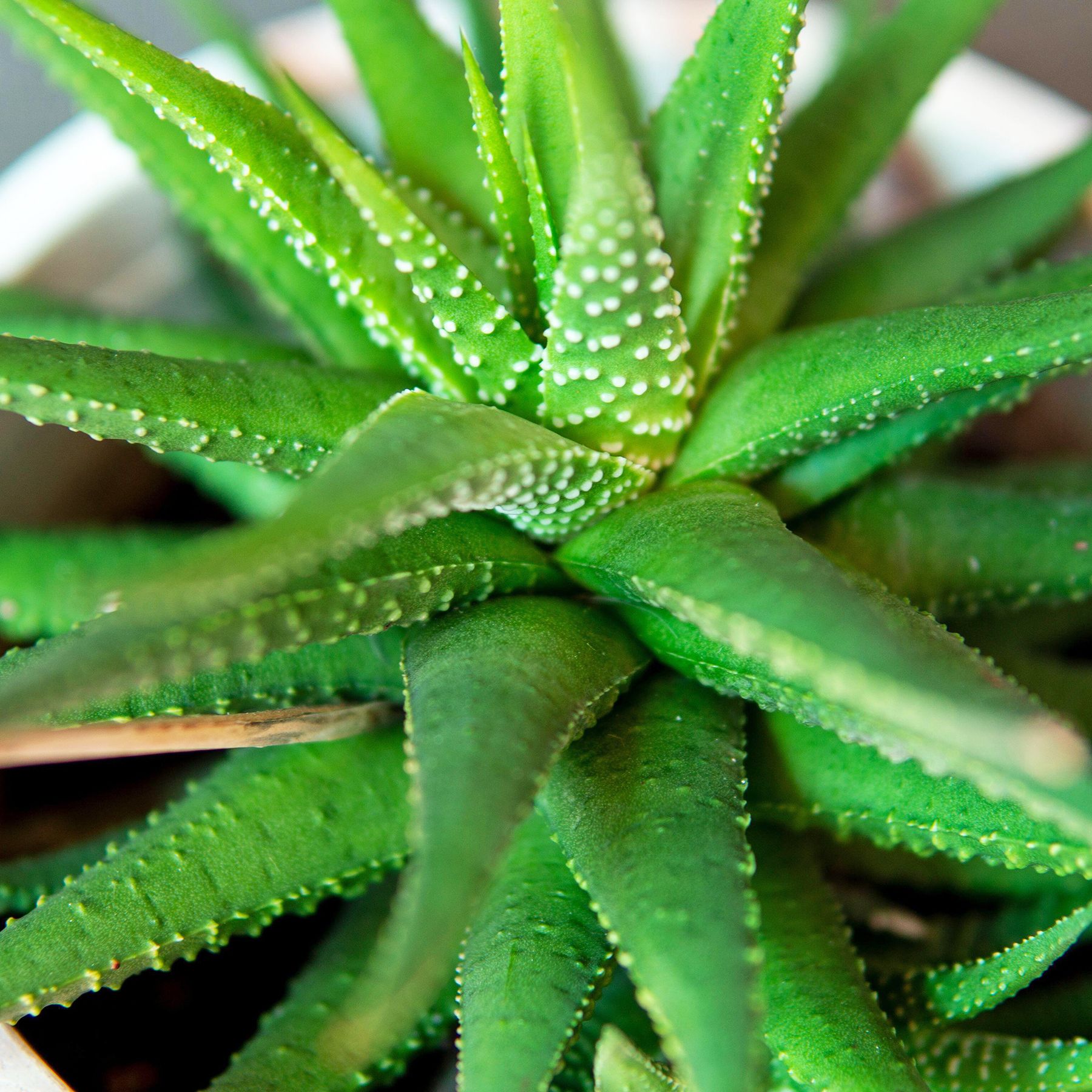 Aloe Plant Drooping: 7 Common Causes & How To Fix Them | Gardening Know How