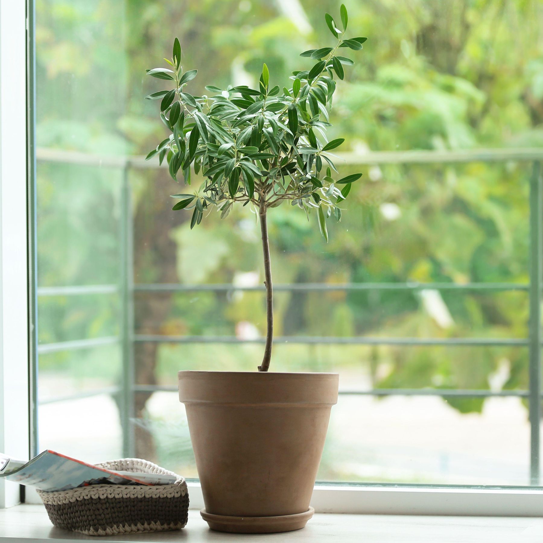 are snake plants cactus Sanseveria Snake Plant 'Lauren' – Desert Rose Cactus Lounge main image 1
