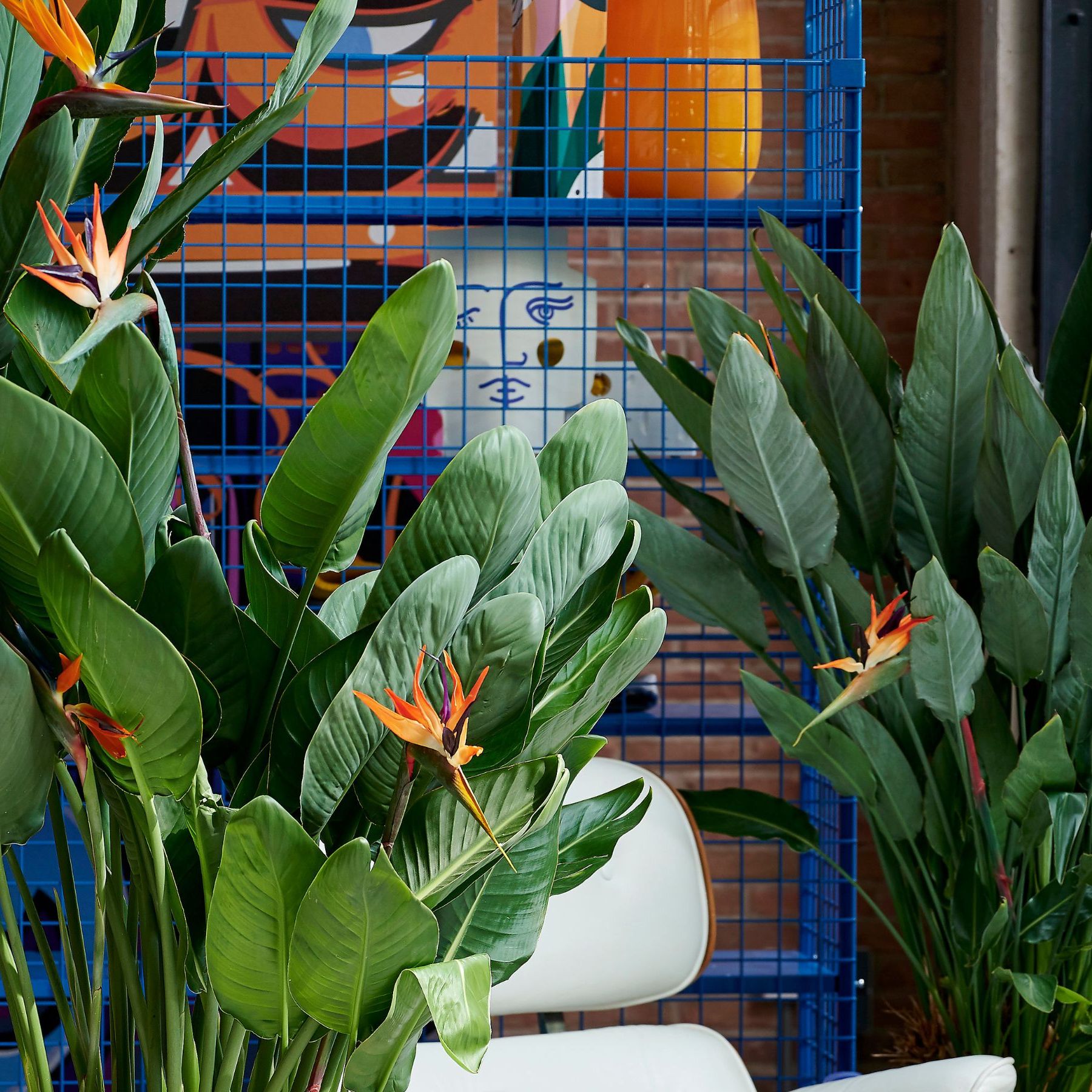 palmen zimmerpflanze Areca-Palme | 280cm | Online kaufen main image 1