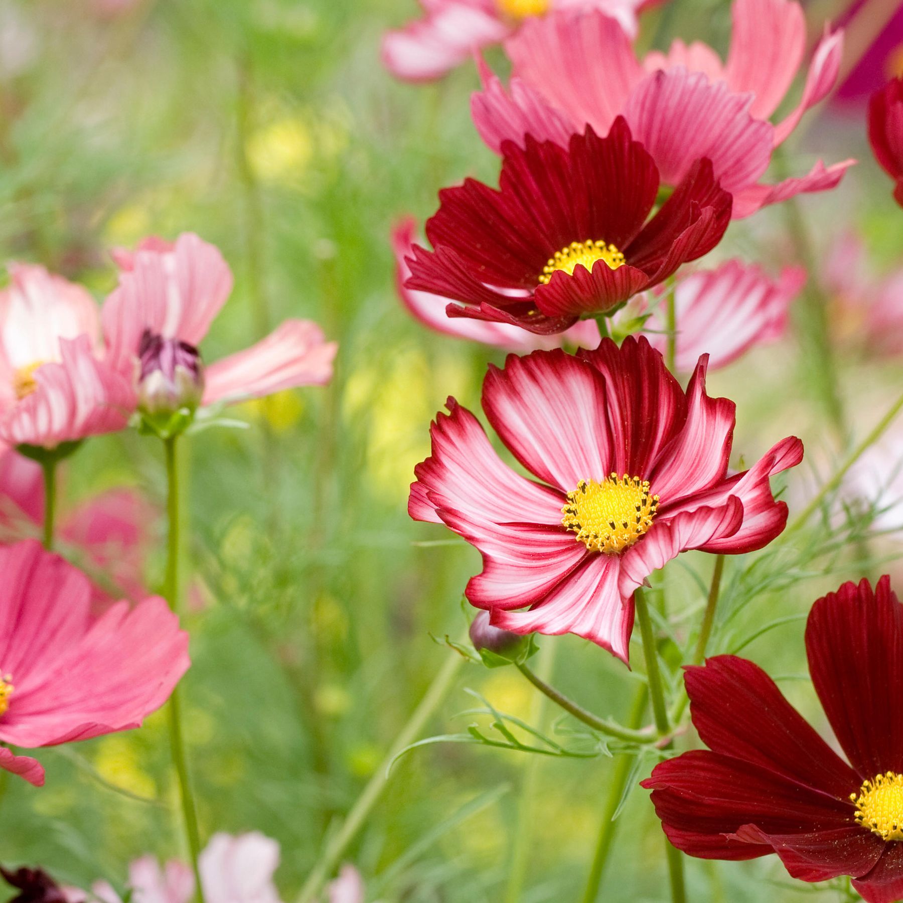 Cosmos care and growing guide: expert tips for summer blooms | Gardeningetc