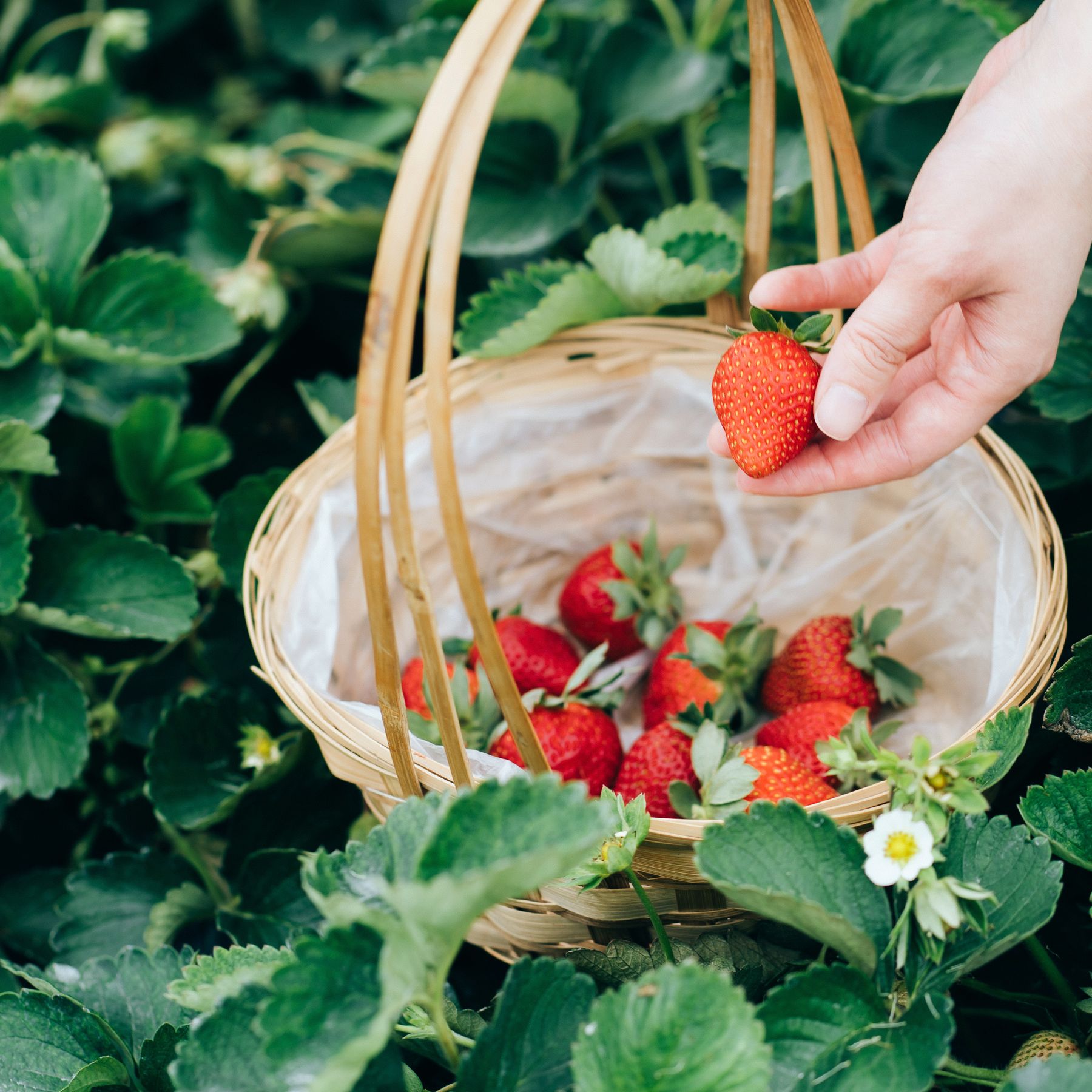 Best companion plants for strawberries: the flowers, herbs and veg to grow  | Gardeningetc