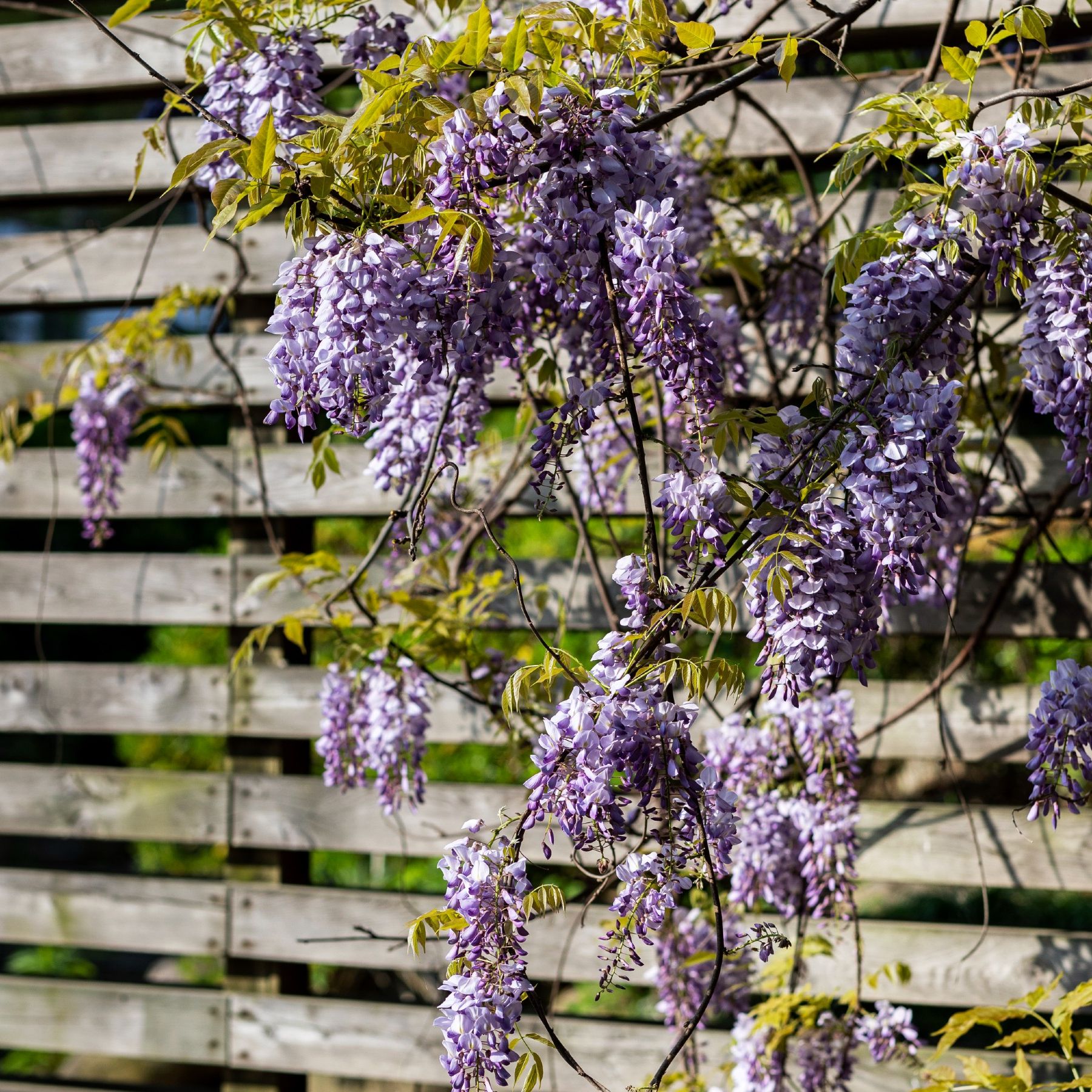 The best wisteria for small gardens to beautify your space | Ideal Home
