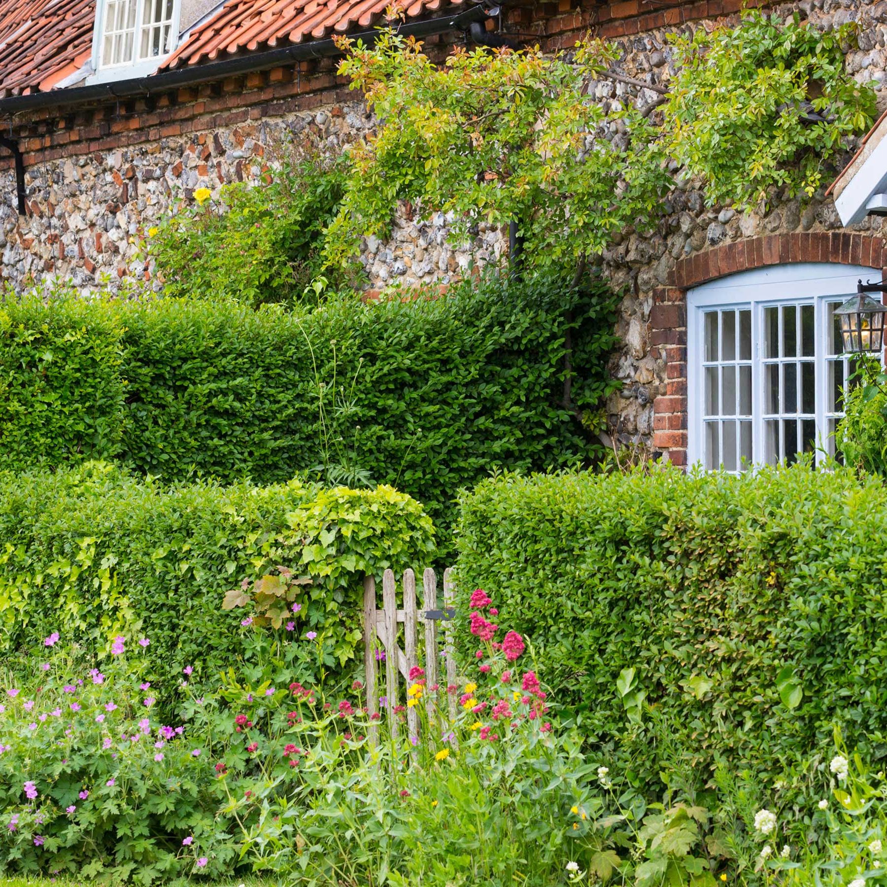 The best living fence plants, according to experts | Gardeningetc