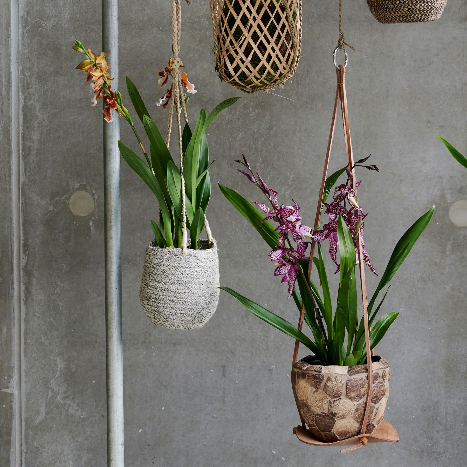 Orchid Potting Mix Recipe  How to DIY Soil for Your Plant | Livingetc