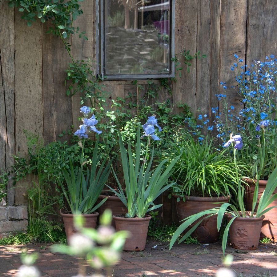Chelsea garden with pots and a wooden outhouse