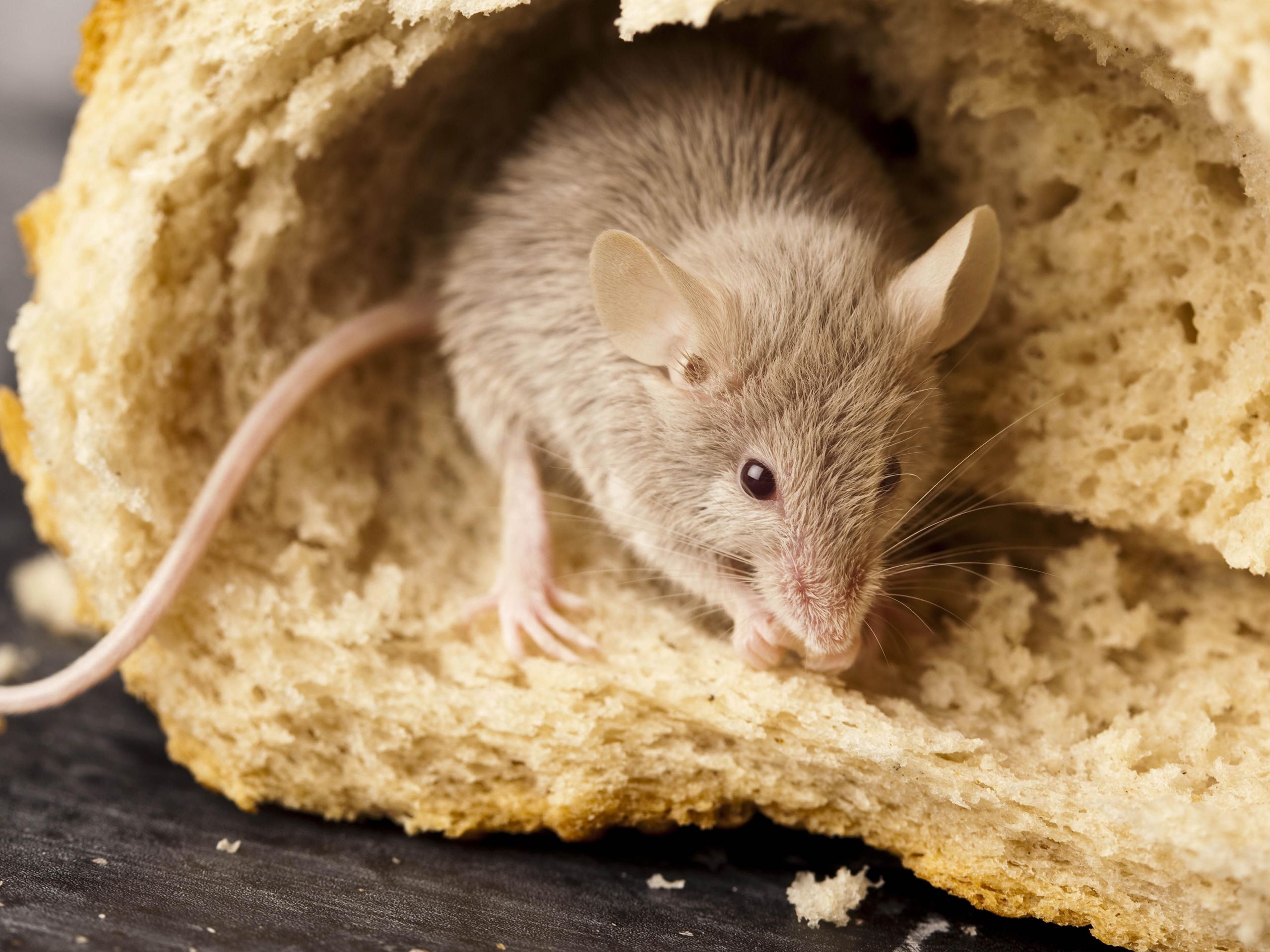 do mice eat tobacco What Eat? A List of Things That May Be Attracting Mice Foods that mice eat in