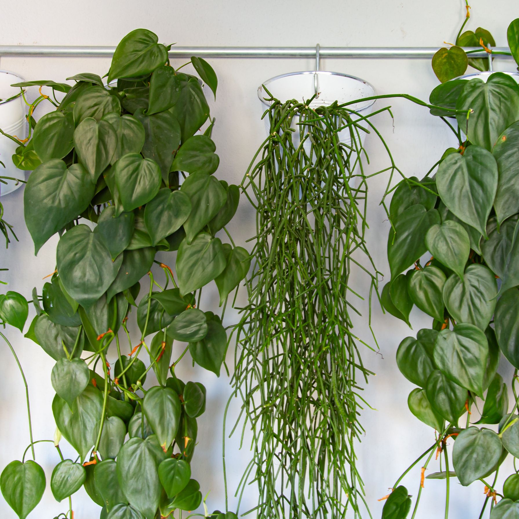 5 clever ways to hang indoor plants - bring your home to life | Livingetc