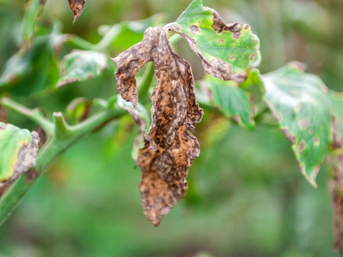 Treating Verticillium Wilt On Tomatoes: Learn About Verticillium ...