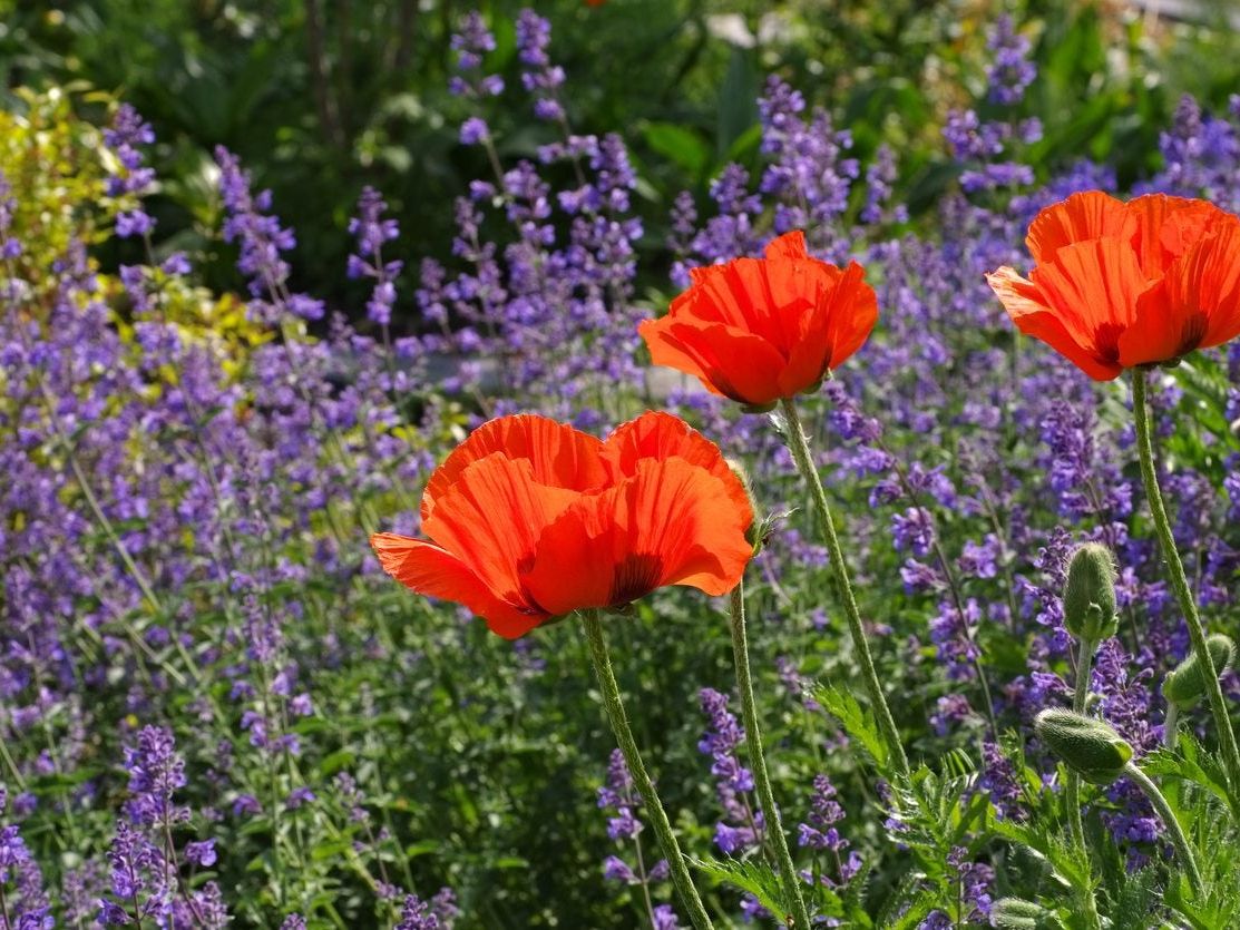 Growing Perennials In Zone 5: Choosing Zone 5 Perennial Plants For The  Garden | Gardening Know How