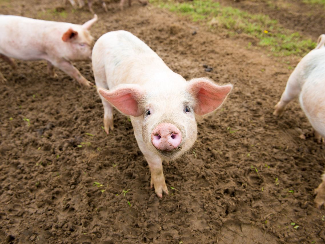 Pigs, Hogs & Boars: Facts About Swine | Live Science