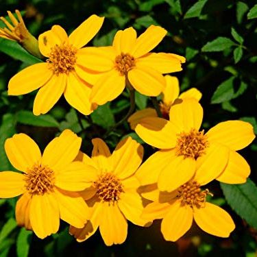 Tagetes Lemmonii | Shrub Marigold | Mexican Bush | Mount Lemmon | 50_seeds