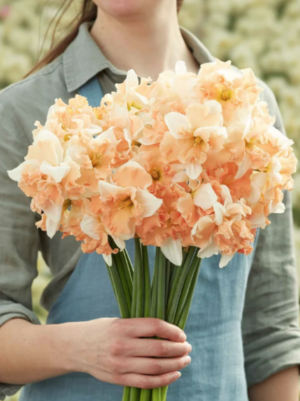 10 Daffodil Apple Pie Bulbs