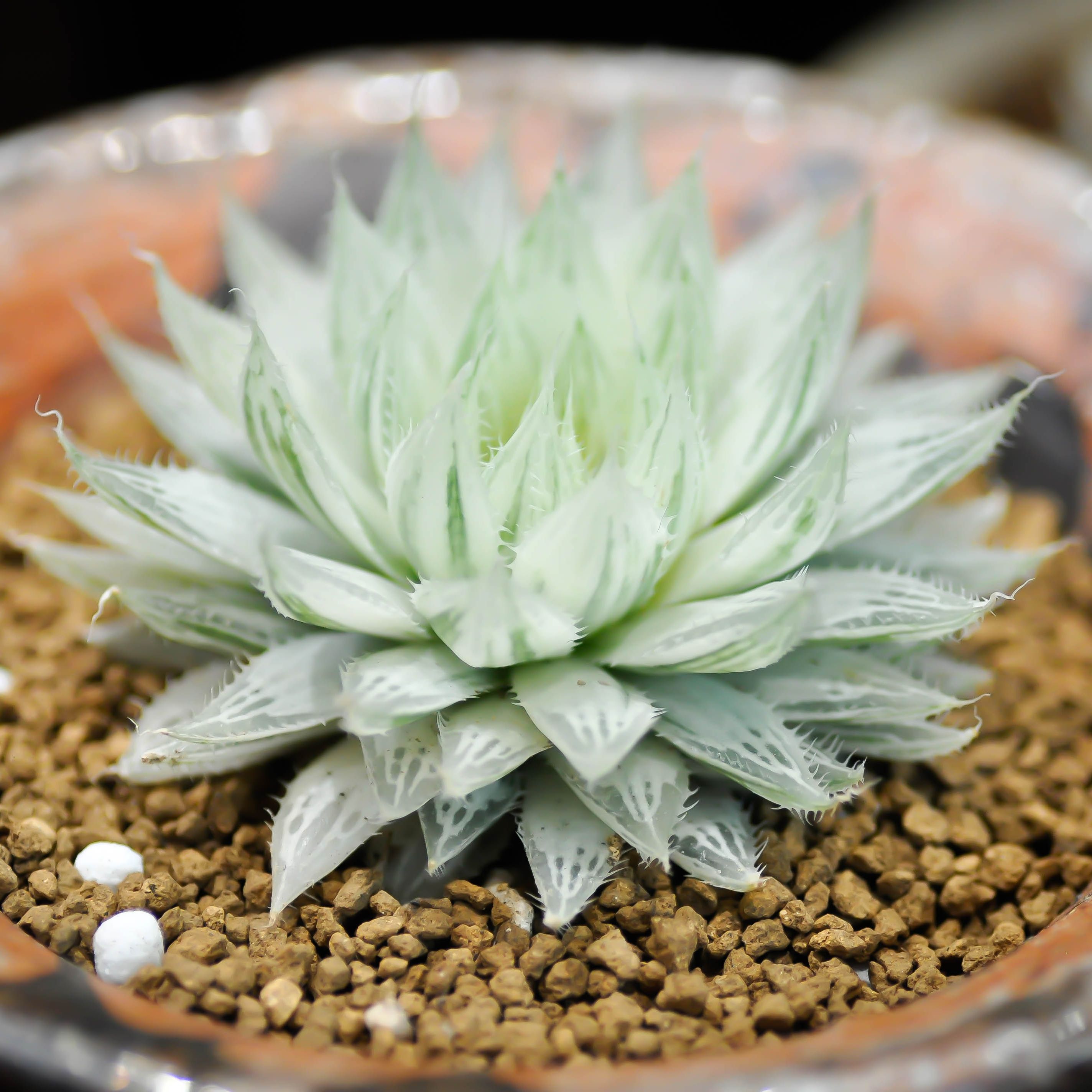Haworthia &#039;white ghost&#039;