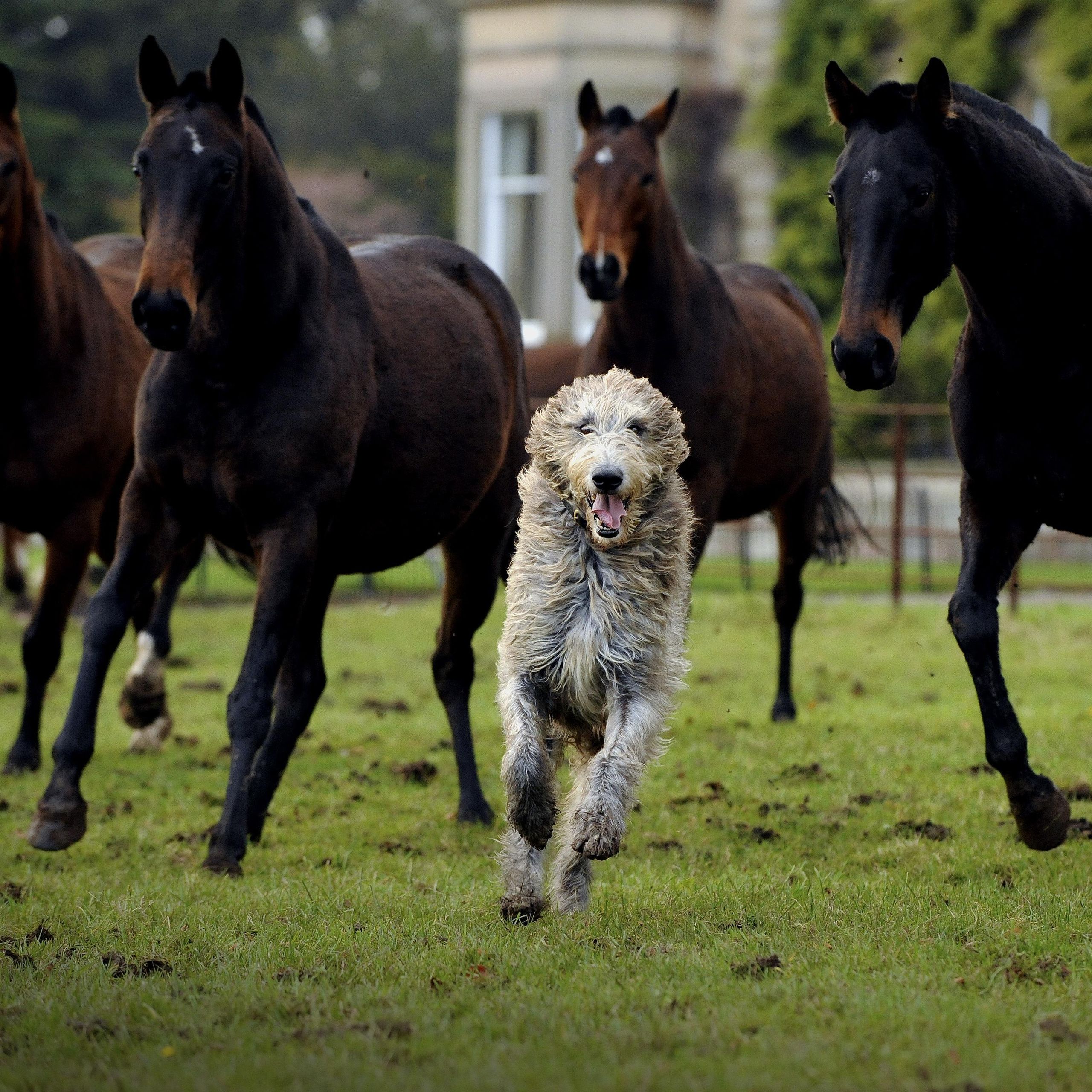 The Irish wolfhound: Meet the loyal and strong gentle giant that