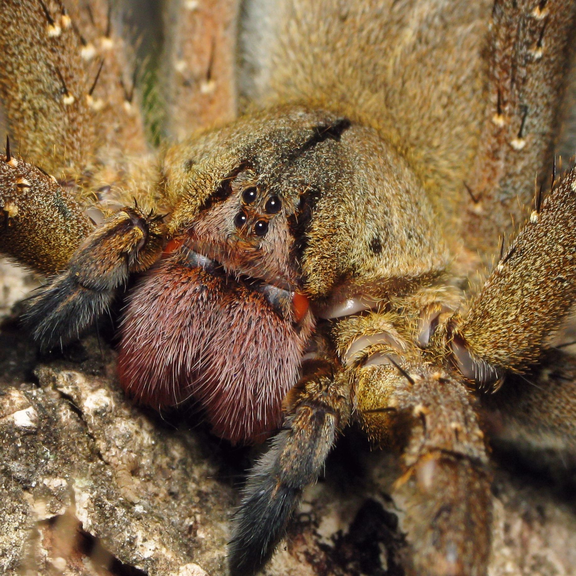 Brazilian wandering spiders: Bites \u0026 other facts | Live Science, image size:1836x1836
