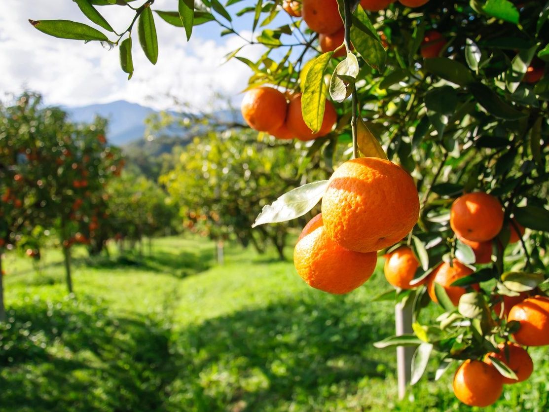 Hardy Orange Tree Varieties: Selecting Oranges For Zone 8