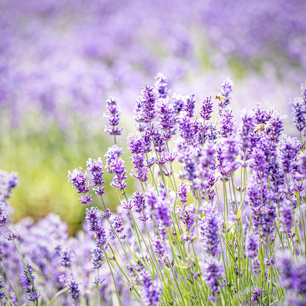 Lavender plant covered with purple flowers