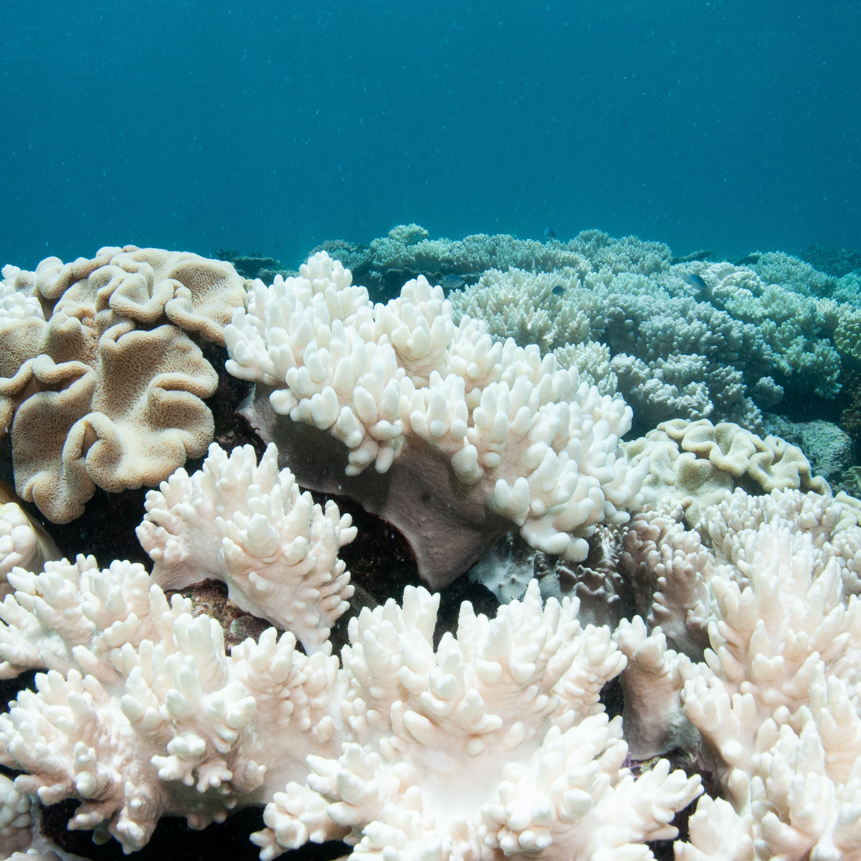 Great Barrier Reef sees record coral bleaching – CNN