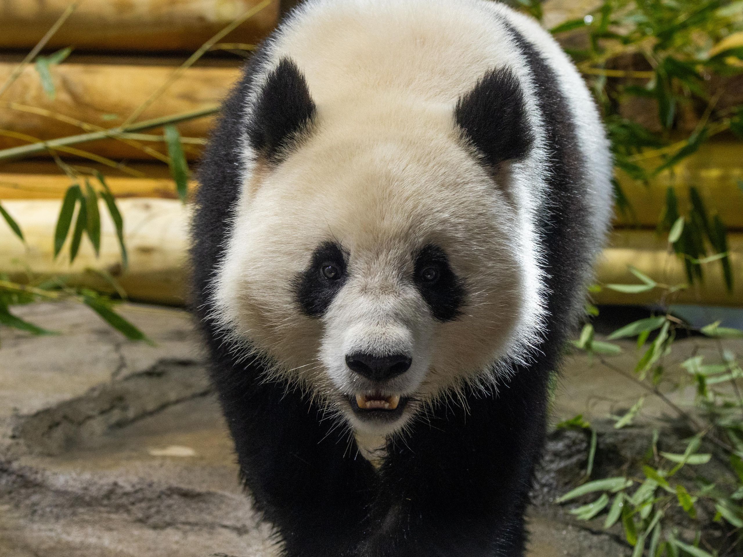 The Panda Cam is back! A popular (and adorable) livestream returns