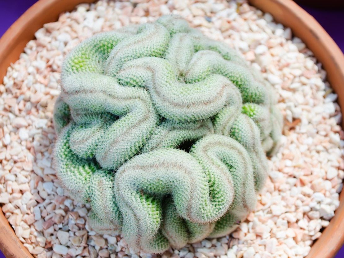 Cristata Brain Cactus Care - Find Out How To Grow A Brain Cactus |  Gardening Know How