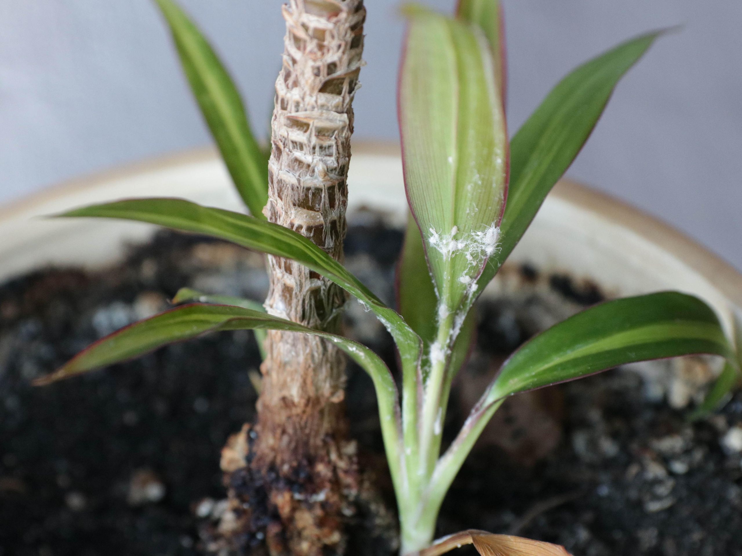 How to get rid of mealybugs and protect your houseplants | Tom's Guide