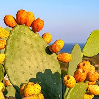 6 Pads, Eastern Prickly Pear Cactus for Growing, Succullent Plant, Ornaments Perennial Garden Simple to Grow