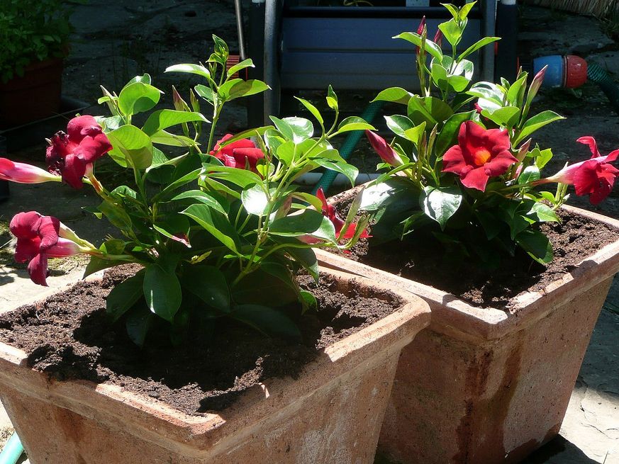 Mandevilla Or Dipladenia: Information About The Care Of Dipladenia |  Gardening Know How