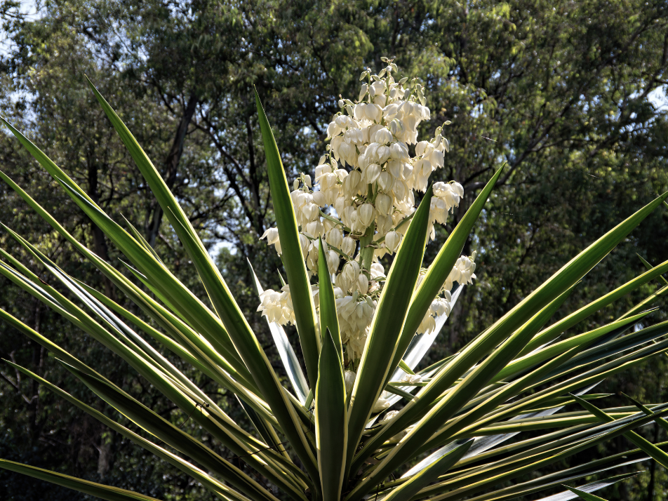 Yucca Growing - How to Care for Yucca Plants Outside | Gardening Know How