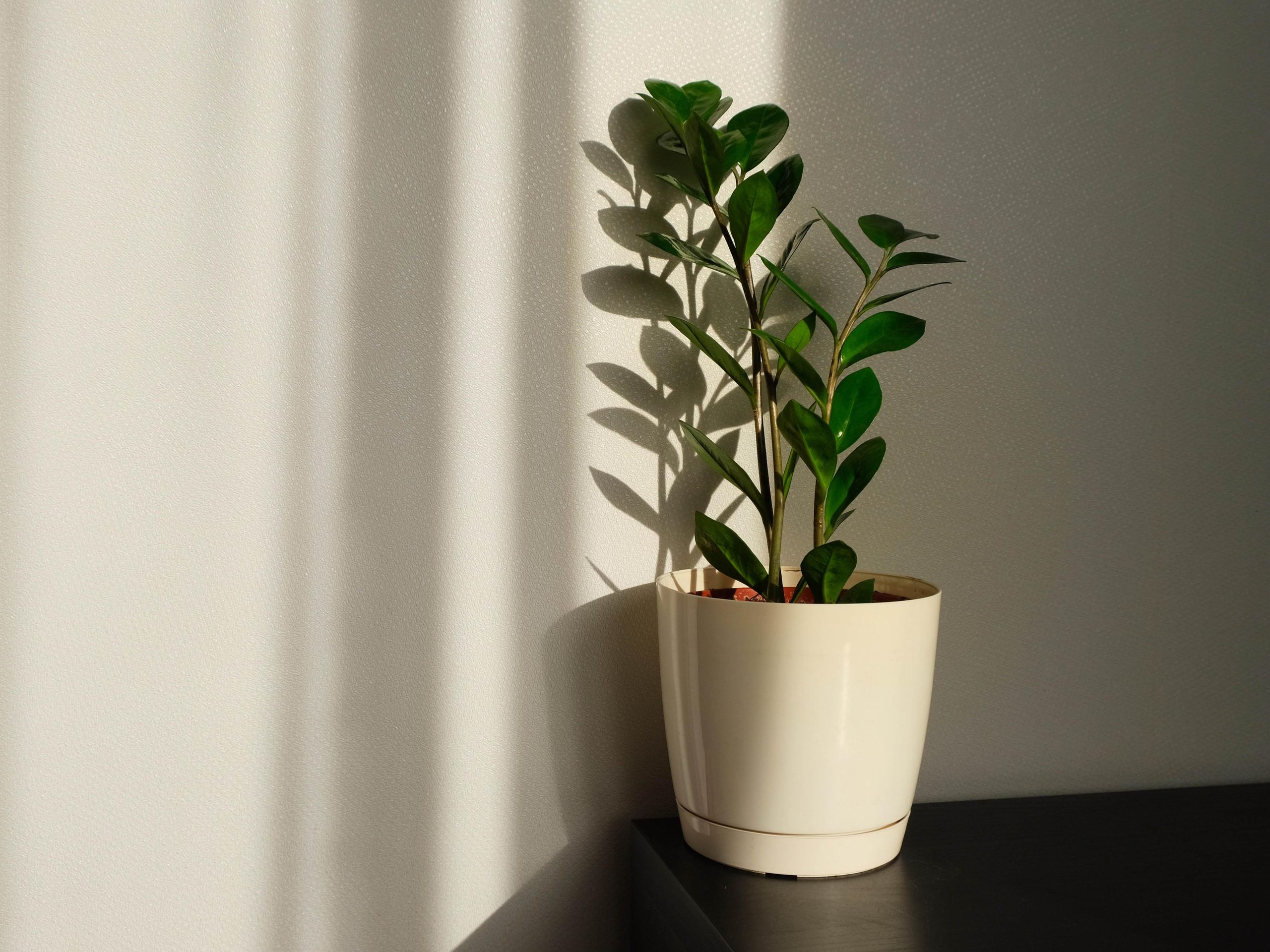7 plants that can survive without sunlight | Tom's Guide