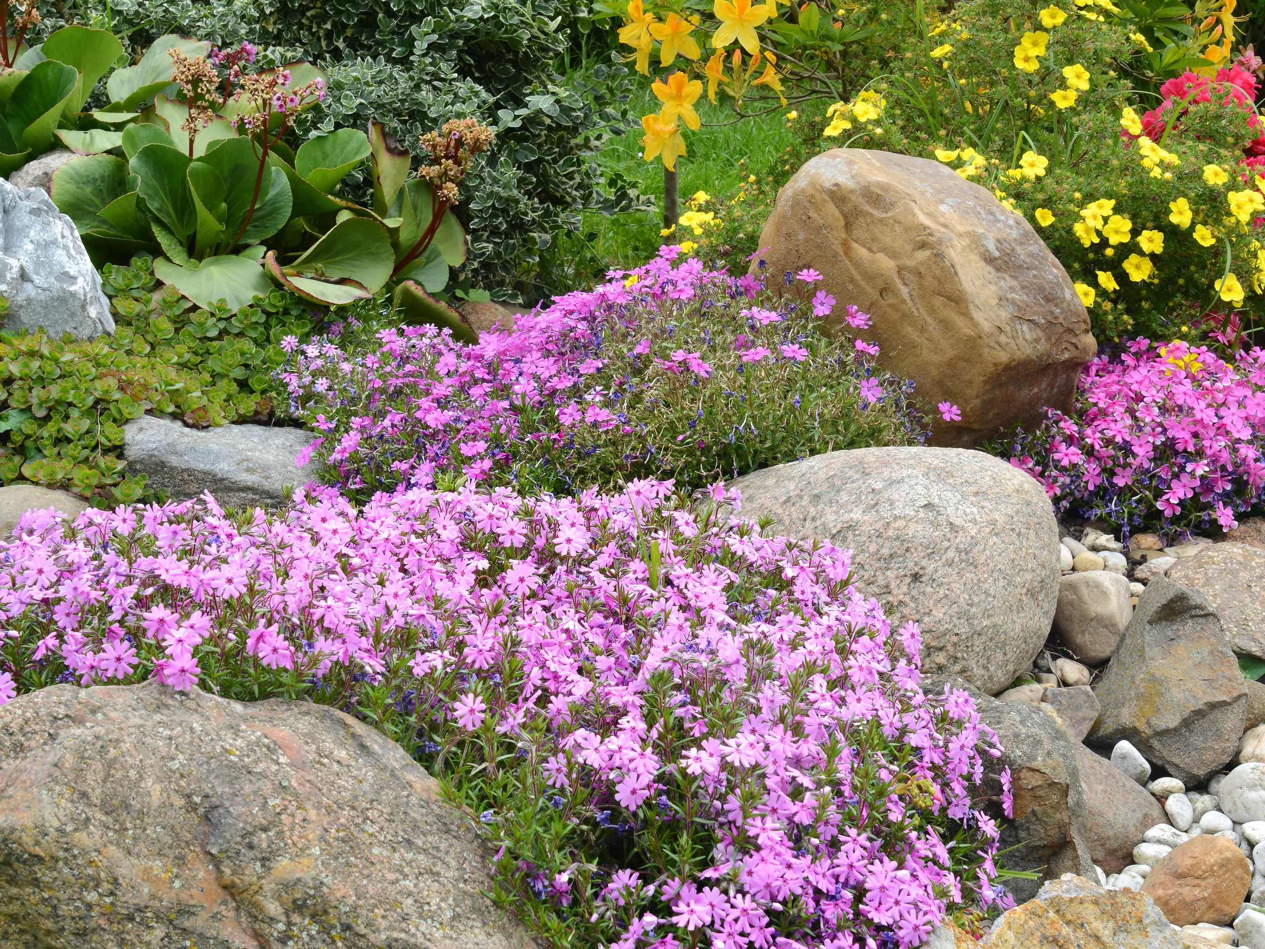 9 plants that can grow on rocks | Tom's Guide