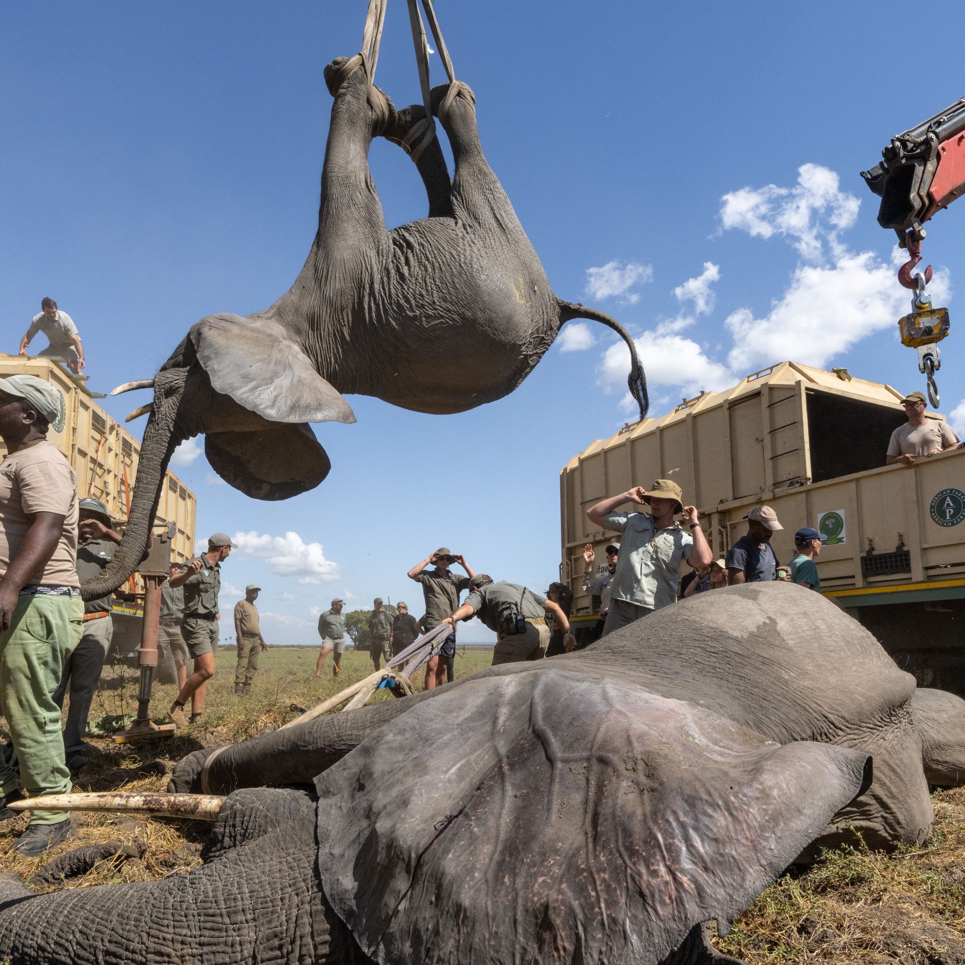 Airborne' elephant dangles from a crane by its feet in award ...