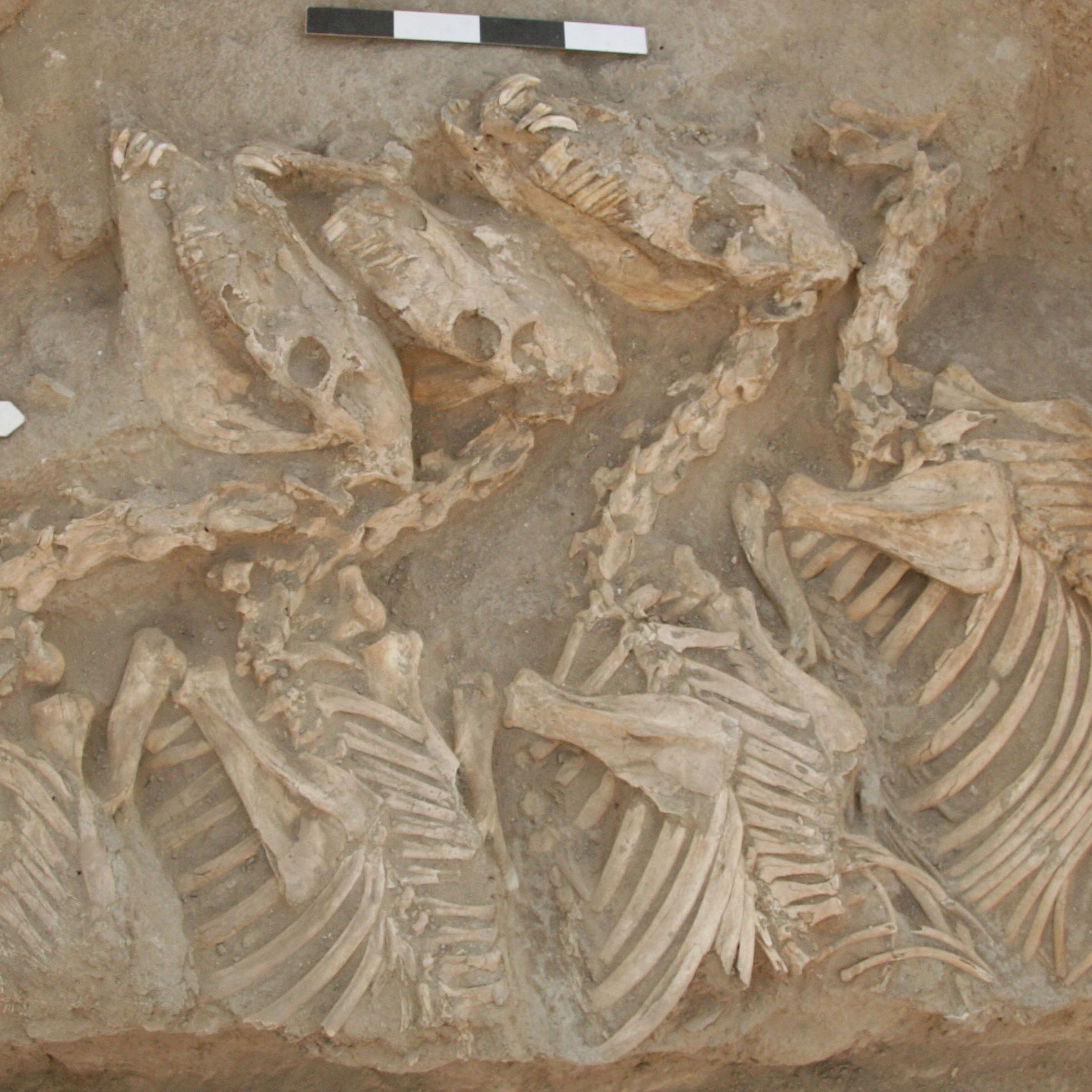 1st Bioengineered Hybrid Animals Discovered In Ancient Mesopotamia
