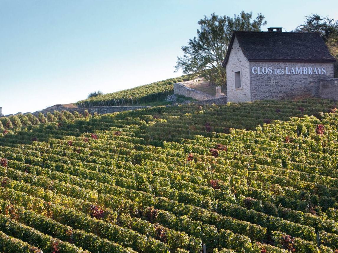 Burgundy 2011 revisited: 31 reds and whites tasted | Decanter