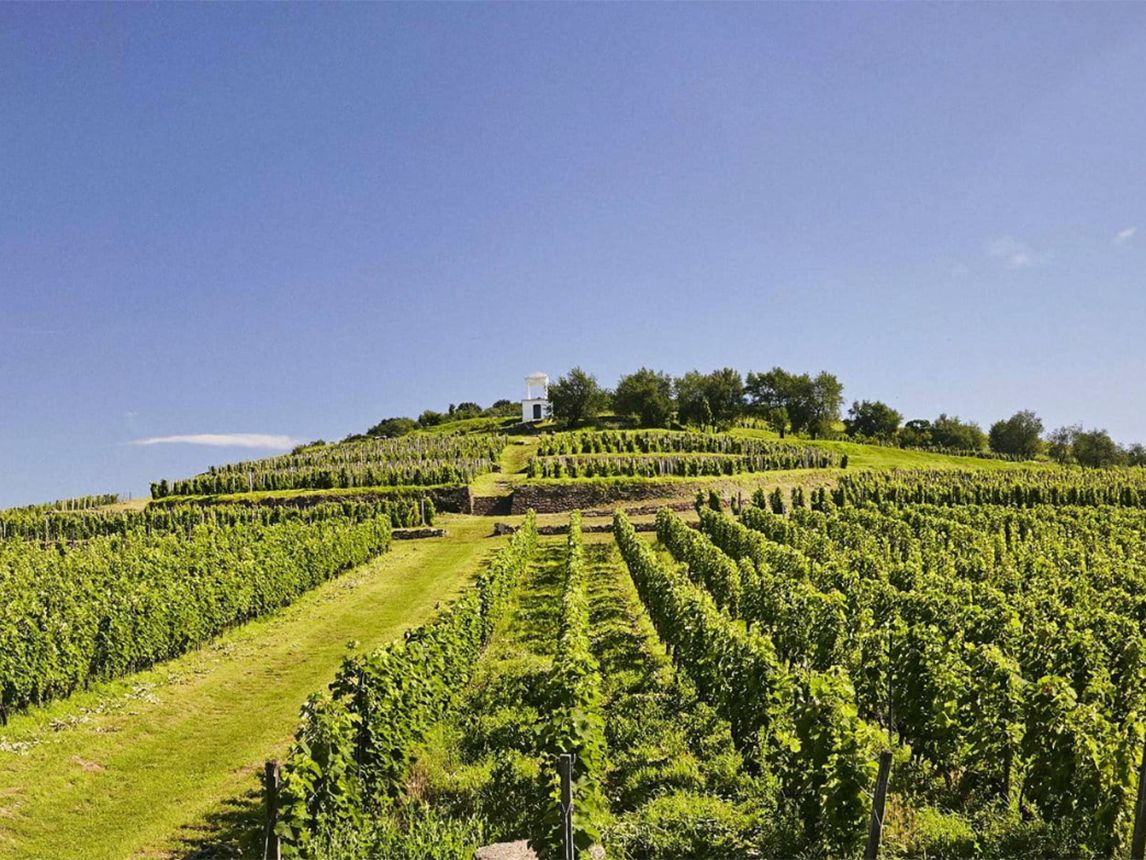 Tokaji Aszú: Decanter vintage guide | Decanter