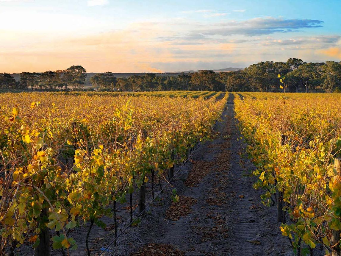 Grosset: producer profile and Riesling vertical | Decanter