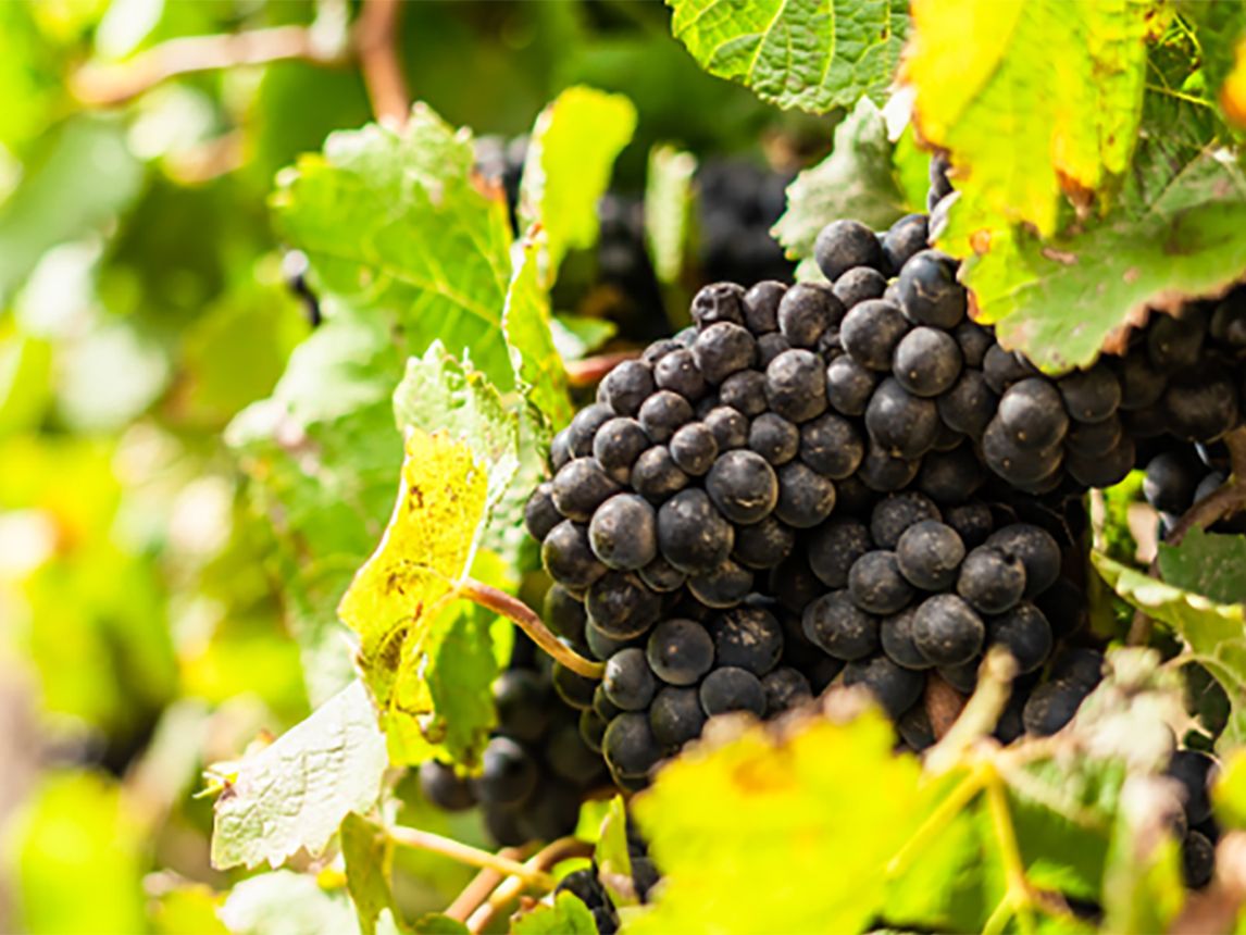 Decanter Cellar: 18 must-try Pinot Noirs | Decanter