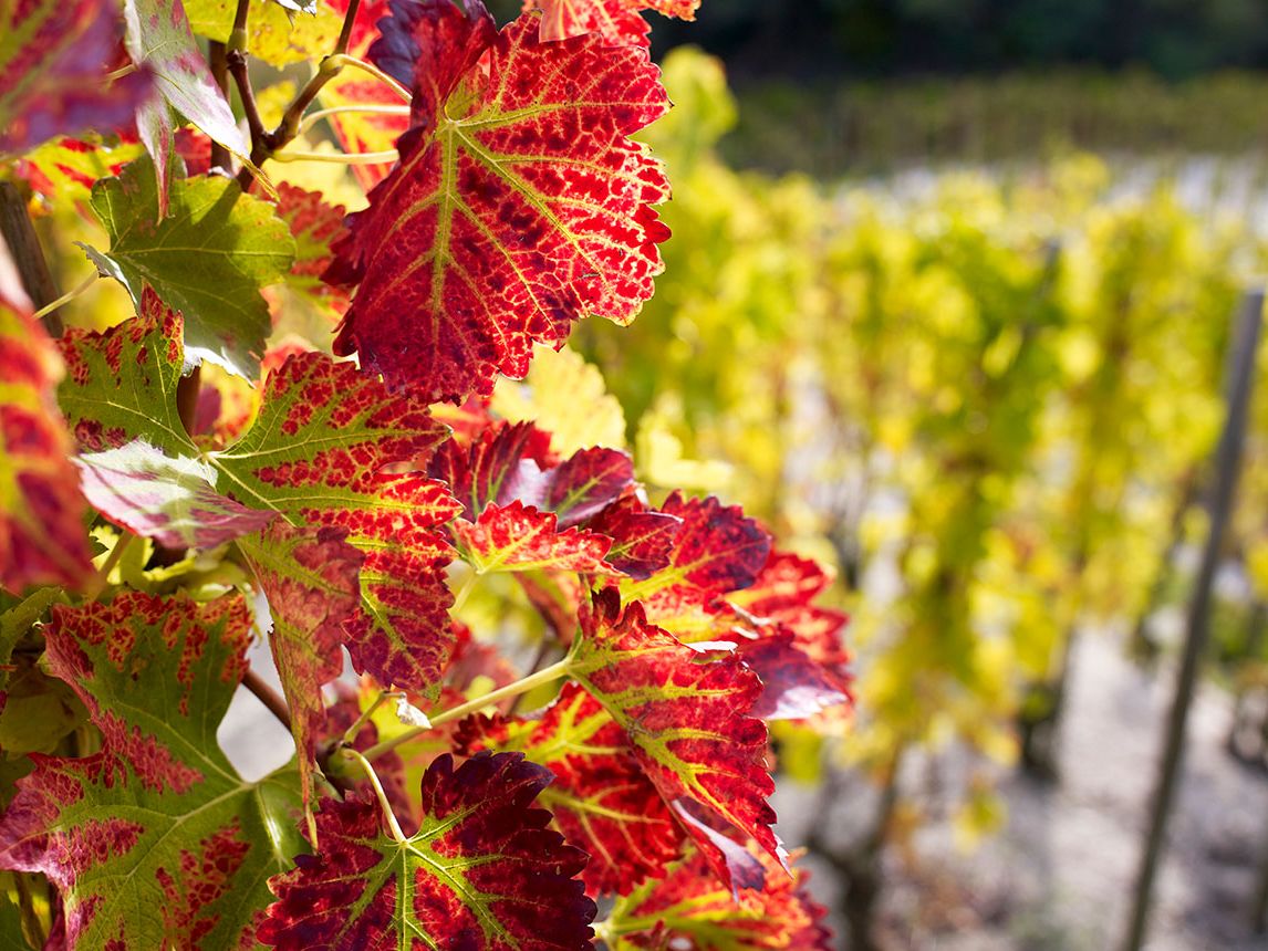 Crozes-Hermitage 2024: Our expert's picks in a year where