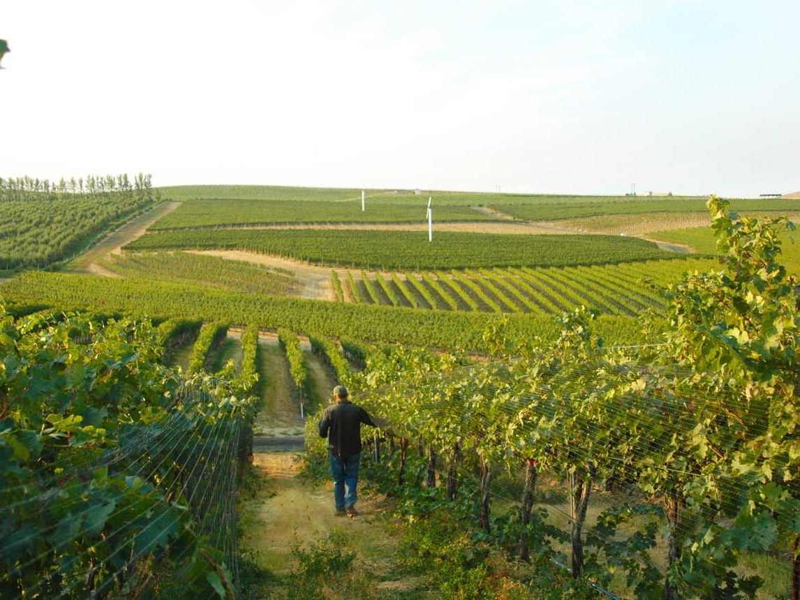A look at the 2014 vintage in the Columbia Valley | Decanter