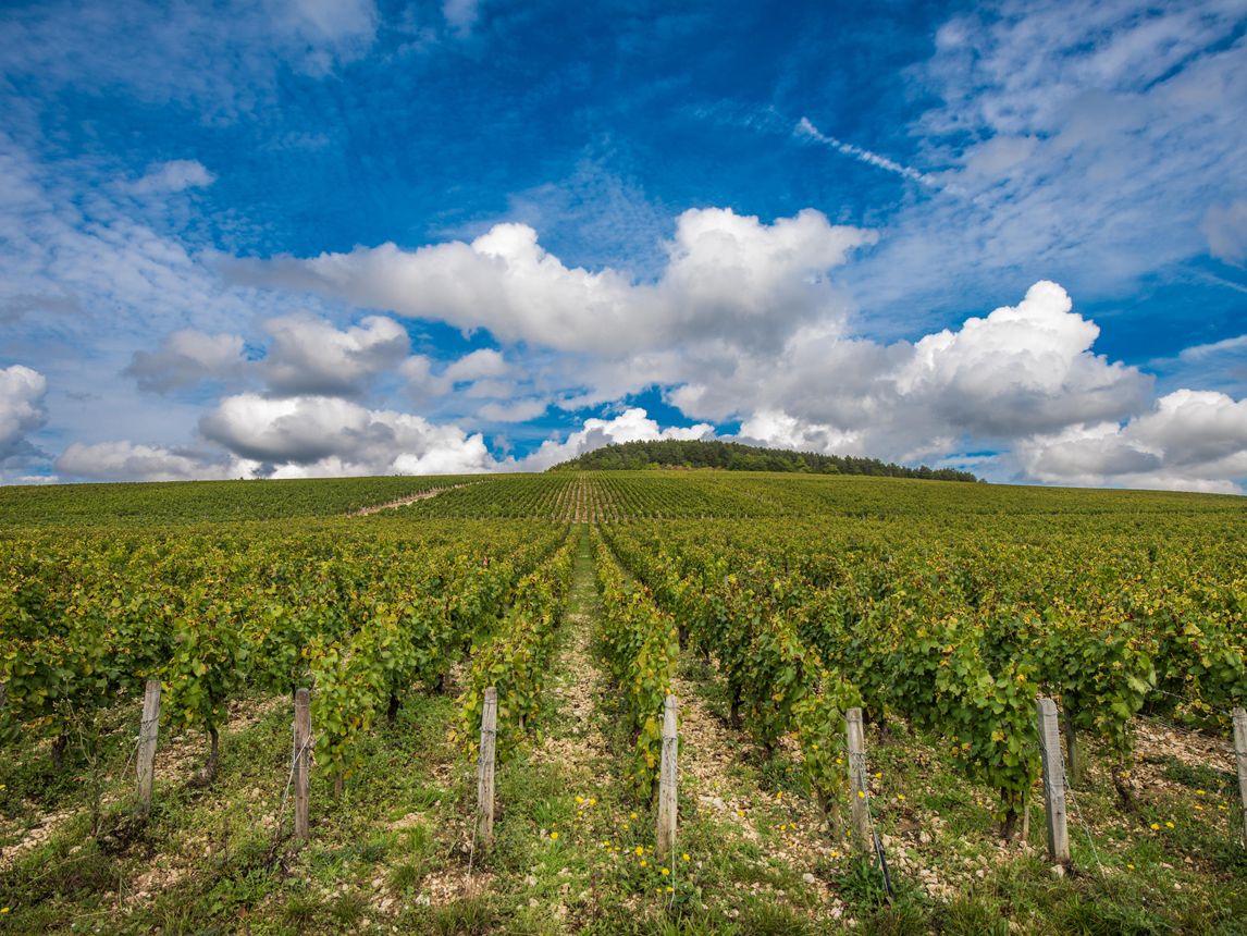 Grand Cru Chablis 2021: top-scoring wines | Decanter