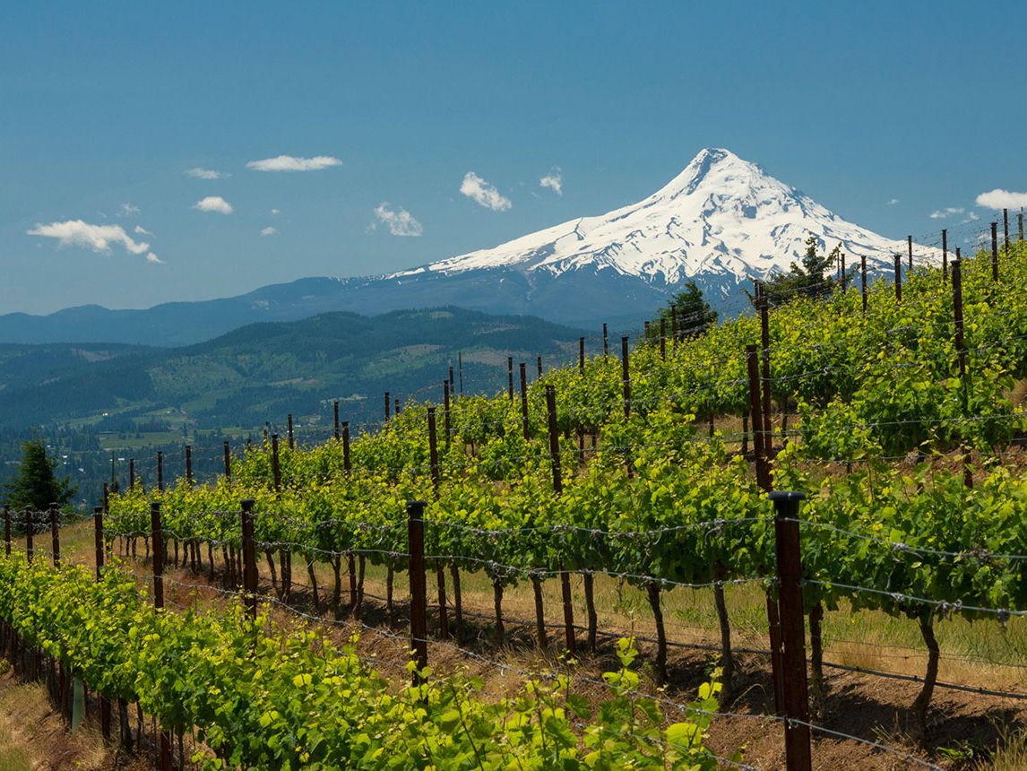 Washington 2018 reds: vintage overview and top-scoring wines