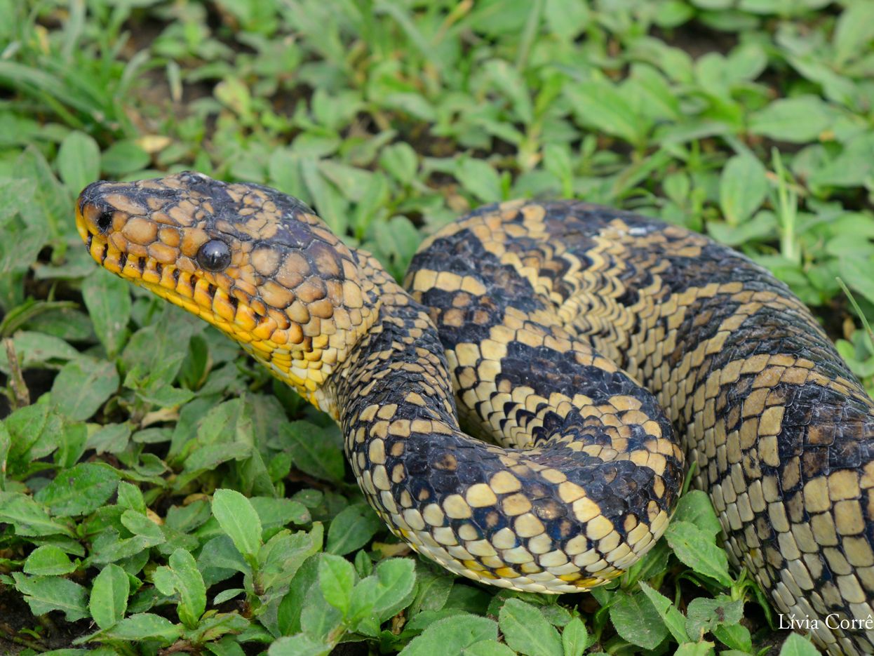 World's Rarest Boa Snake Seen for 1st Time in 64 Years | Live Science