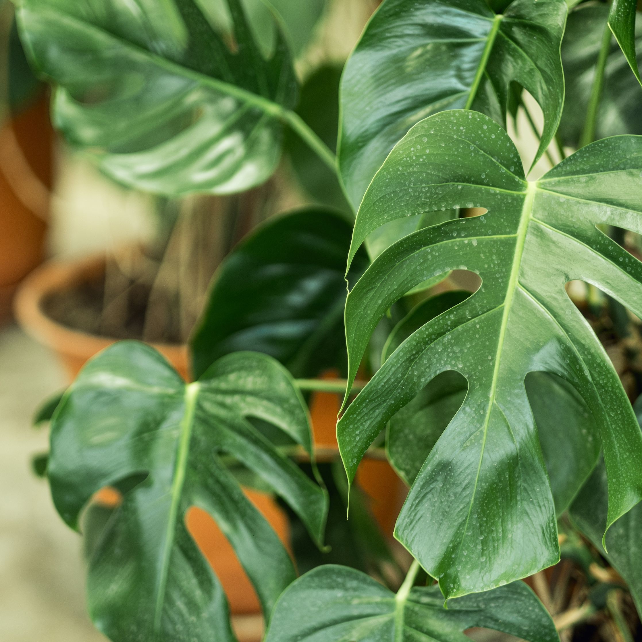 philodendron pastazanum care Philodendron Pastazanum Silver – Leaf Stork