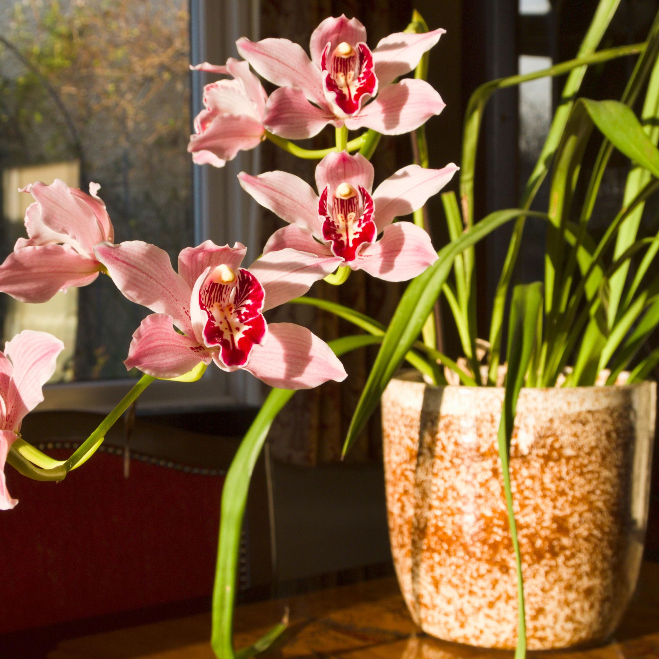 8 tropical flowers to grow indoors and make your home feel way more luxe  and look so much more beautiful | Livingetc