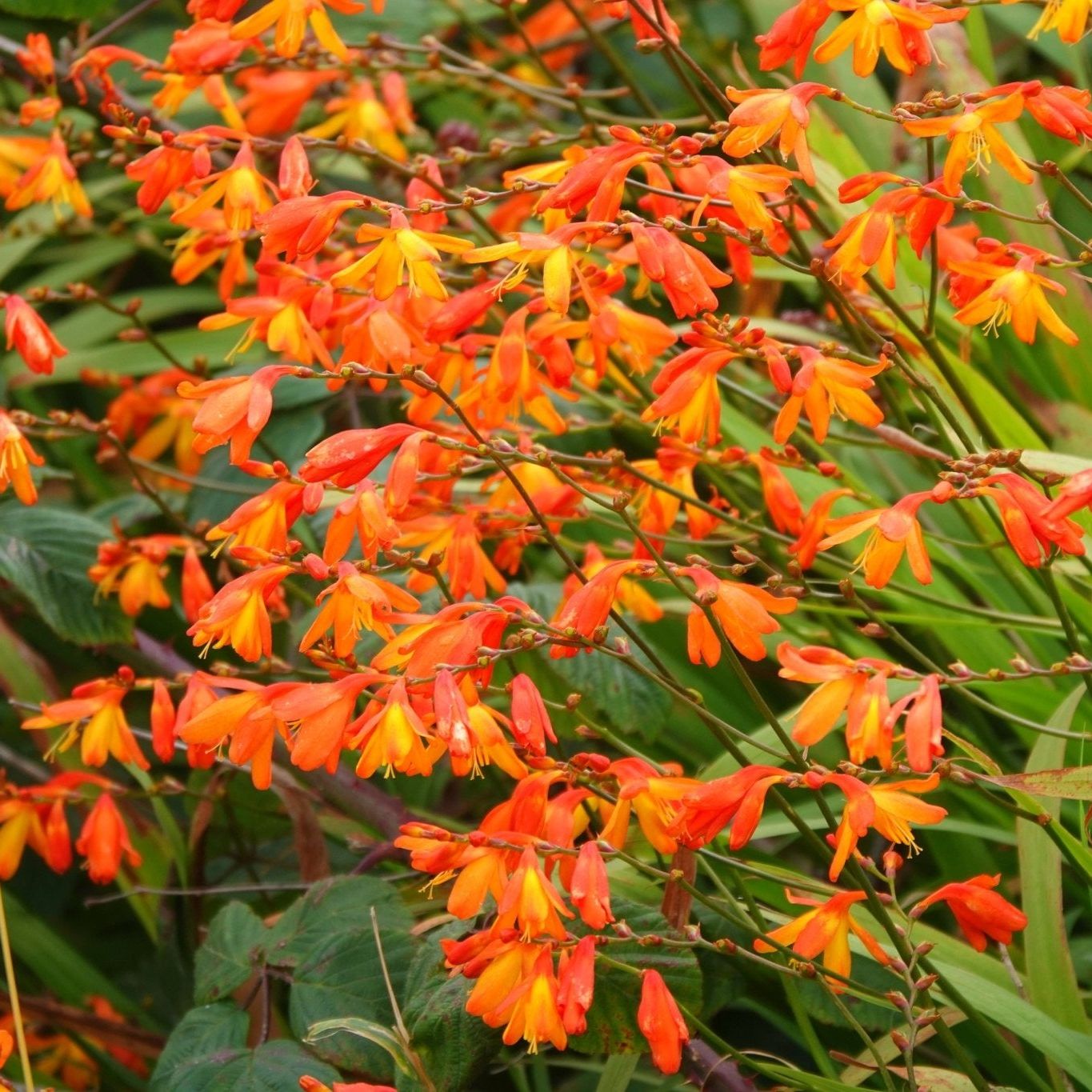 Orange Pekoe Crocosmia - #1 Container