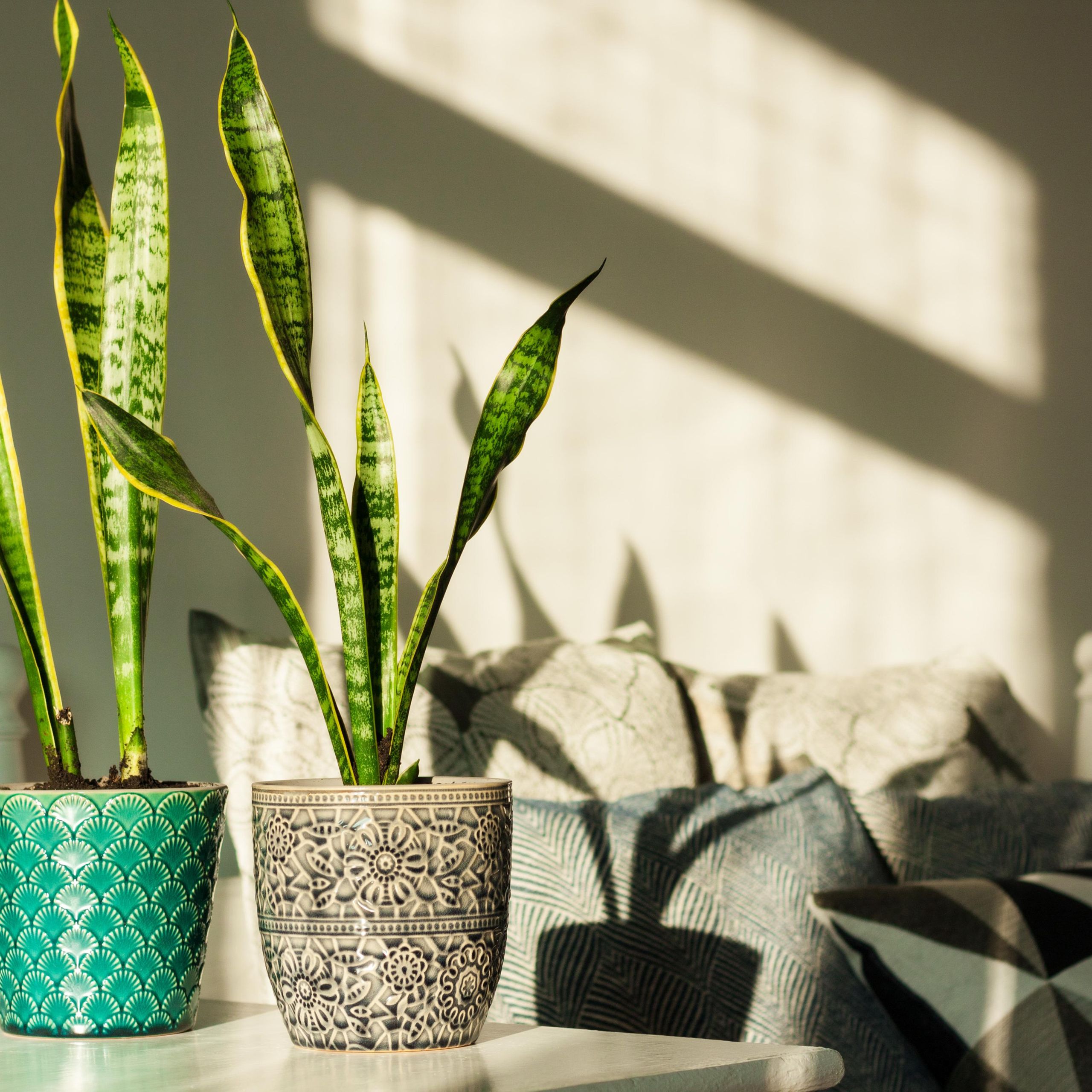 5 Indoor "Cooling Plants"  And Whether They Actually Work | Livingetc