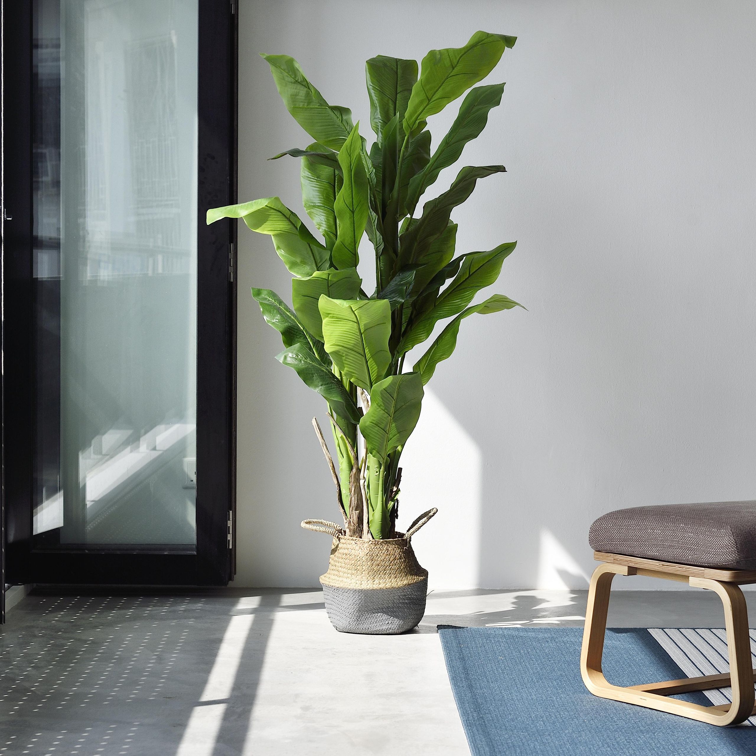 How to Revive a Dying Palm Plant  Experts Offer 4 Tips | Livingetc