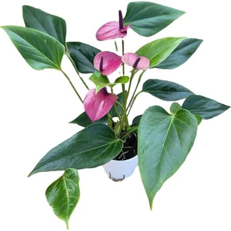 Anthurium Purple Andraeanum - Exquisite Indoor Plant With Long-Lasting Blooms and Lush Foliage &amp;amp; Glossy Purple Flowers - Easy-Care Indoor Plant - Ca Seller - Air Purifying Plant (small Plant, 4" Pot)