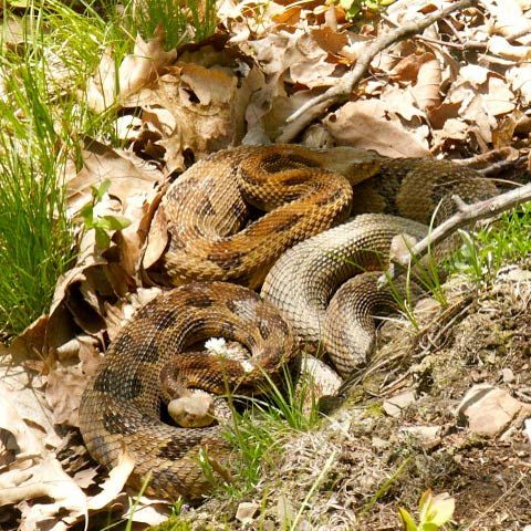 Do Baby Rattlesnakes Stay Together